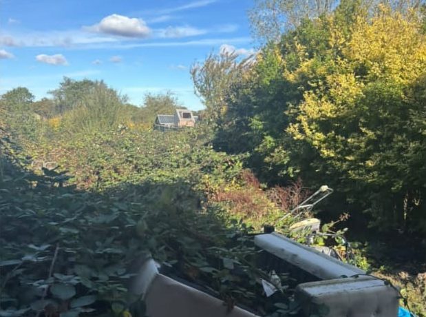 Overgrown garden before clearance