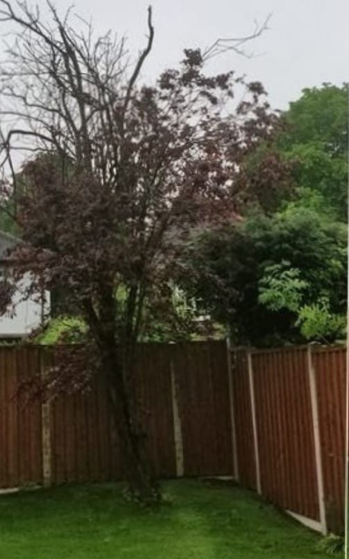 Tree before removal
